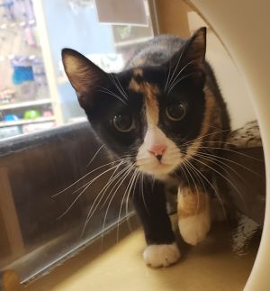 Cats For Adoption Near Yonkers Ny Petfinder