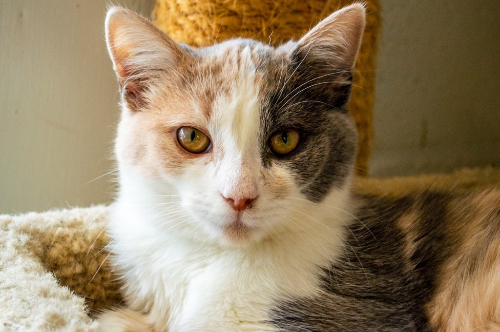 Tic, an adoptable Domestic Short Hair in Portland, IN, 47371 | Photo Image 3