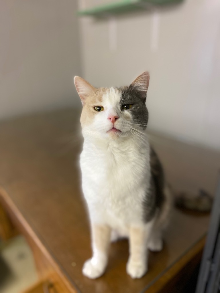 Tic, an adoptable Domestic Short Hair in Portland, IN, 47371 | Photo Image 5