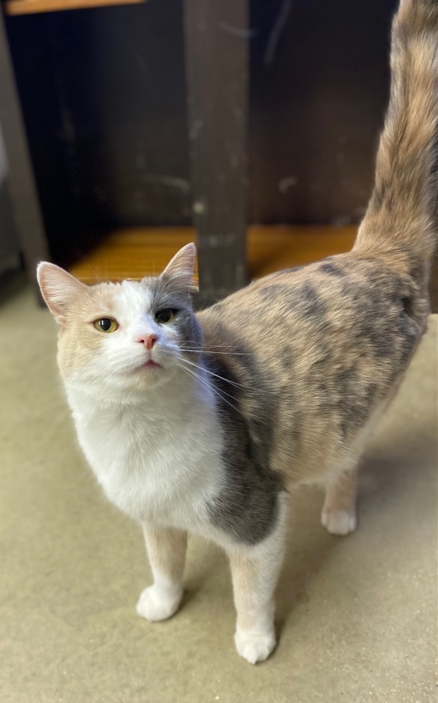 Tic, an adoptable Domestic Short Hair in Portland, IN, 47371 | Photo Image 6