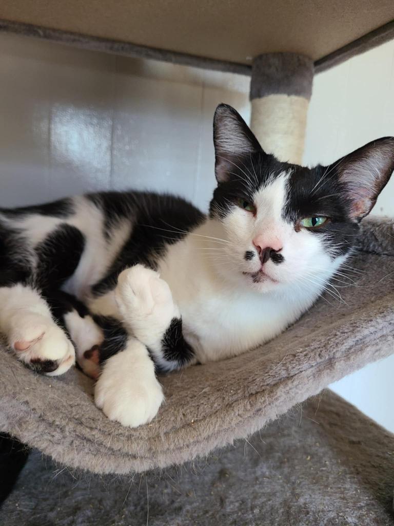 Tac, an adoptable Domestic Short Hair in Portland, IN, 47371 | Photo Image 1