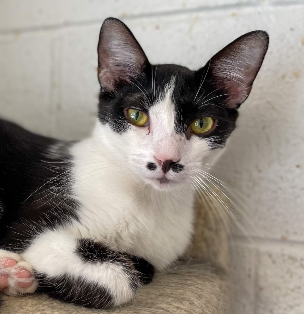 Tac, an adoptable Domestic Short Hair in Portland, IN, 47371 | Photo Image 3
