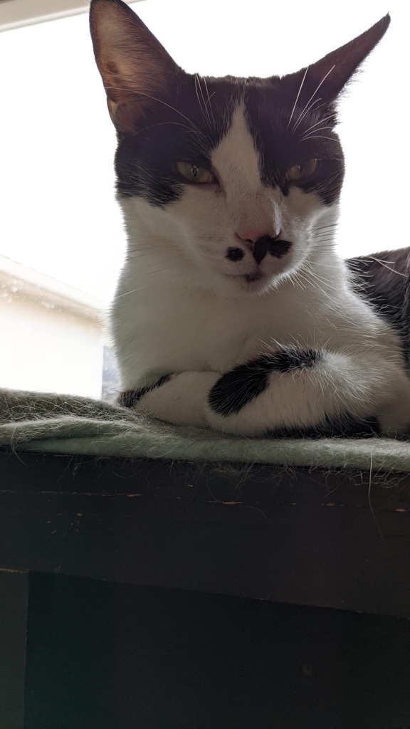 Tac, an adoptable Domestic Short Hair in Portland, IN, 47371 | Photo Image 3