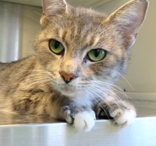 Shelter Animal | Carroll County Humane Society