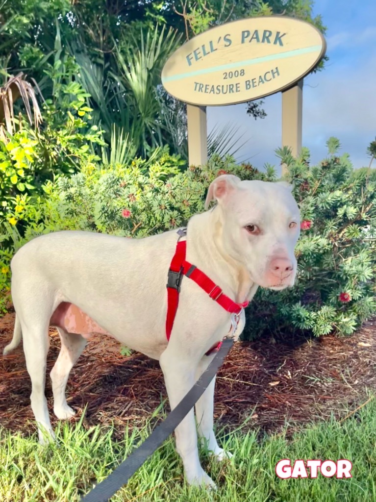 Gator, an adoptable Pointer, Dogo Argentino in St. Augustine, FL, 32084 | Photo Image 1