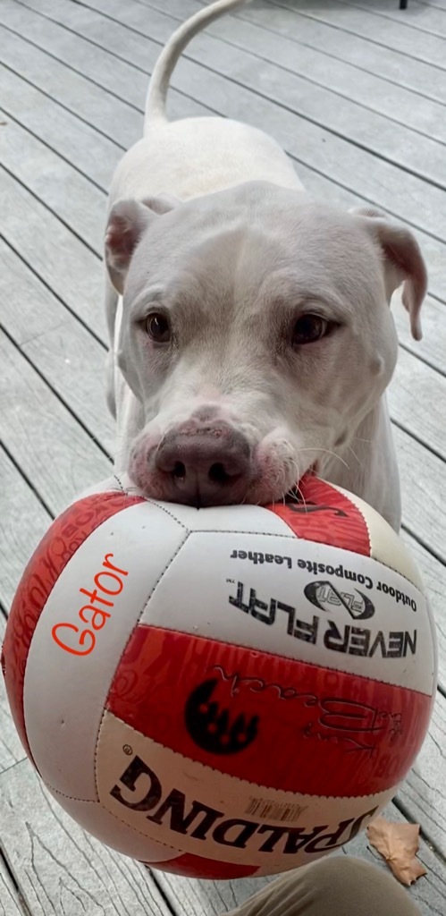 Gator, an adoptable Pointer, Dogo Argentino in St. Augustine, FL, 32084 | Photo Image 2