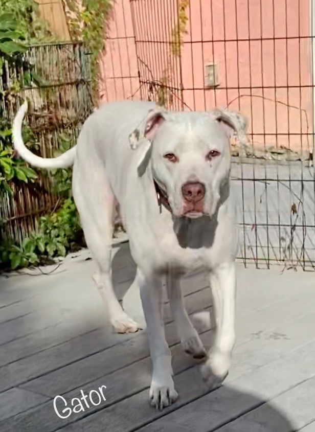 Gator, an adoptable Pointer, Dogo Argentino in St. Augustine, FL, 32084 | Photo Image 3