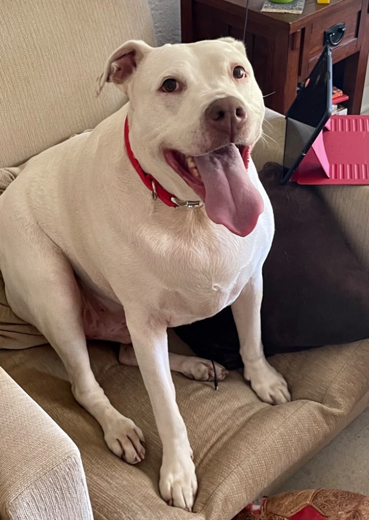 Gator, an adoptable Pointer, Dogo Argentino in St. Augustine, FL, 32084 | Photo Image 4