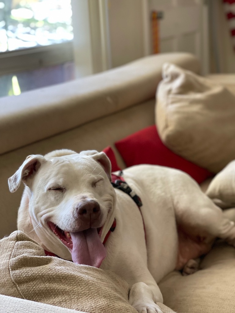 Gator, an adoptable Pointer, Dogo Argentino in St. Augustine, FL, 32084 | Photo Image 5