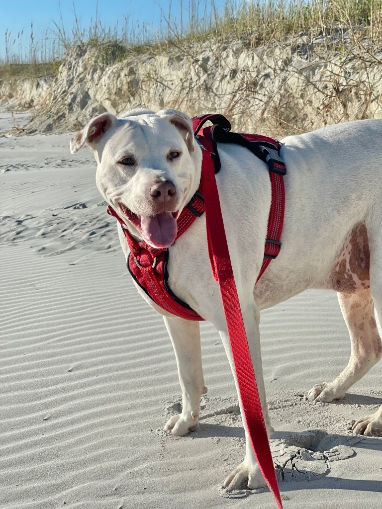 Gator, an adoptable Pointer, Dogo Argentino in St. Augustine, FL, 32084 | Photo Image 6