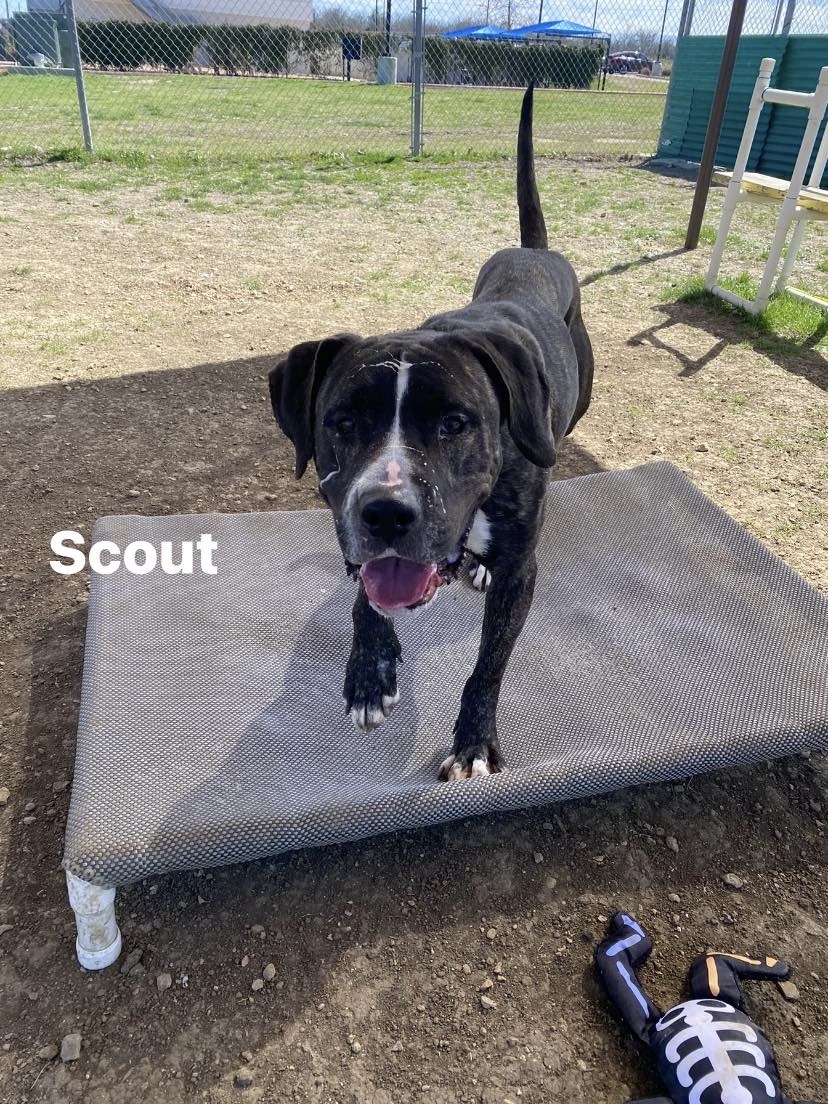Scout, an adoptable Mixed Breed in Georgetown, TX, 78626 | Photo Image 5