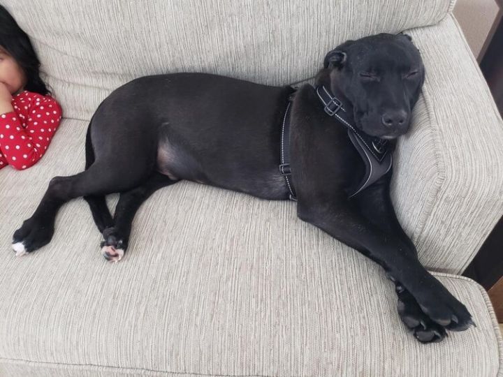Dog For Adoption Lucky A Labrador Retriever Mix In Verona Wi Petfinder