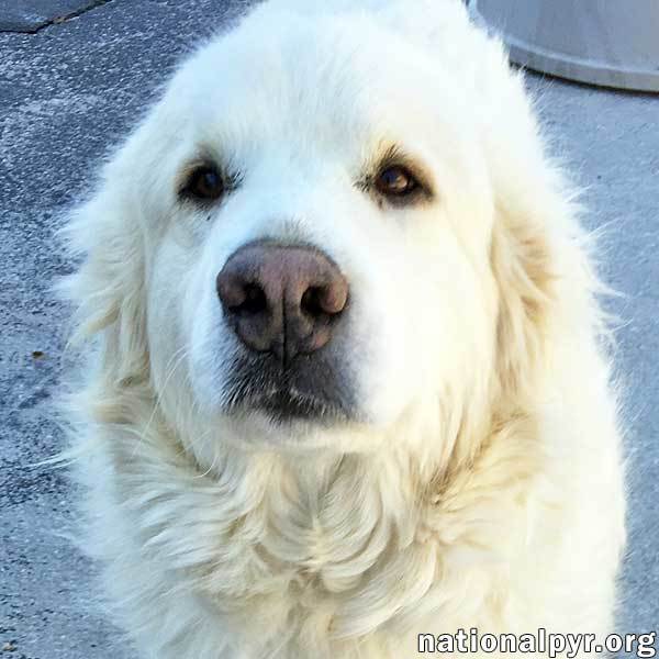 Adopt a great pyrenees sales near me