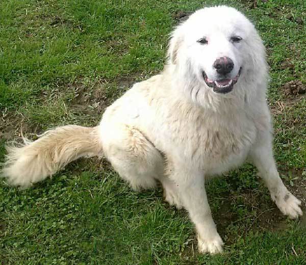 Fosters Needed - PA, an adoptable Great Pyrenees in Harrisburg, PA, 17103 | Photo Image 2