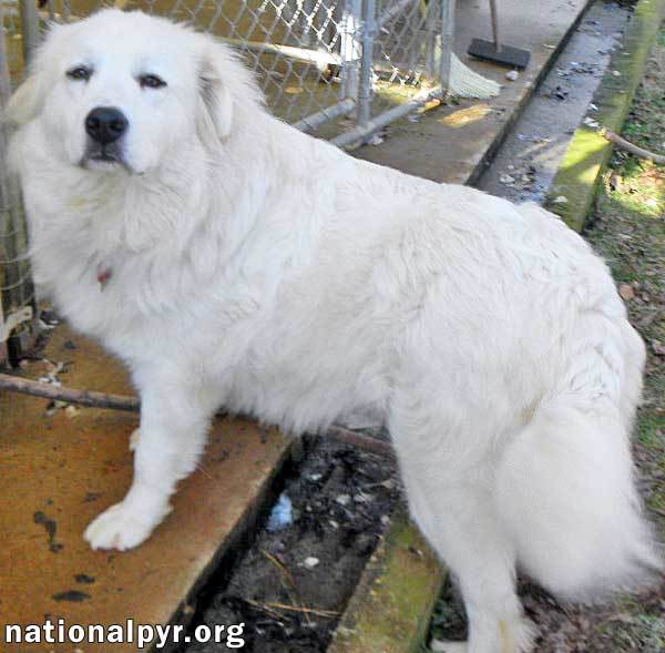 Great pyrenees hot sale dogs for adoption