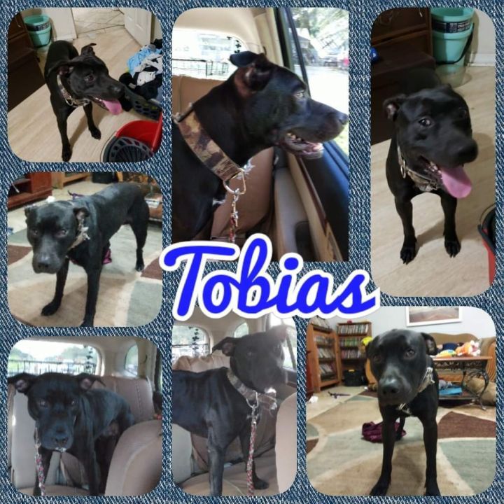 Tobias 2