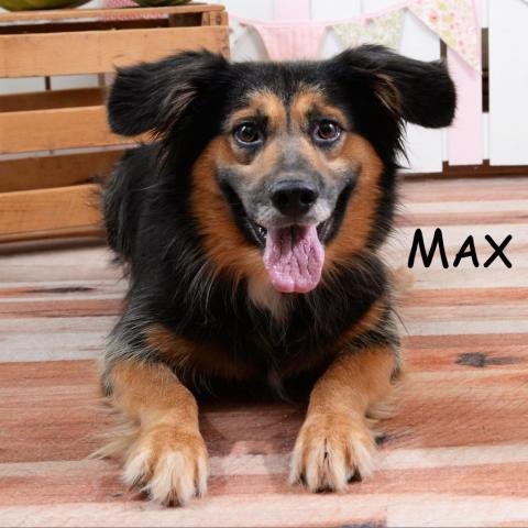 Max, an adoptable Border Collie in Elizabethtown, PA, 17022 | Photo Image 1