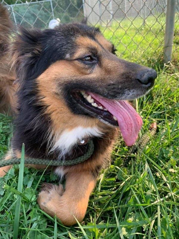 Max, an adoptable Border Collie in Elizabethtown, PA, 17022 | Photo Image 2