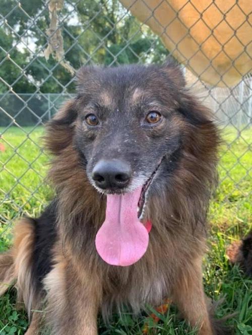 Max, an adoptable Border Collie in Elizabethtown, PA, 17022 | Photo Image 3