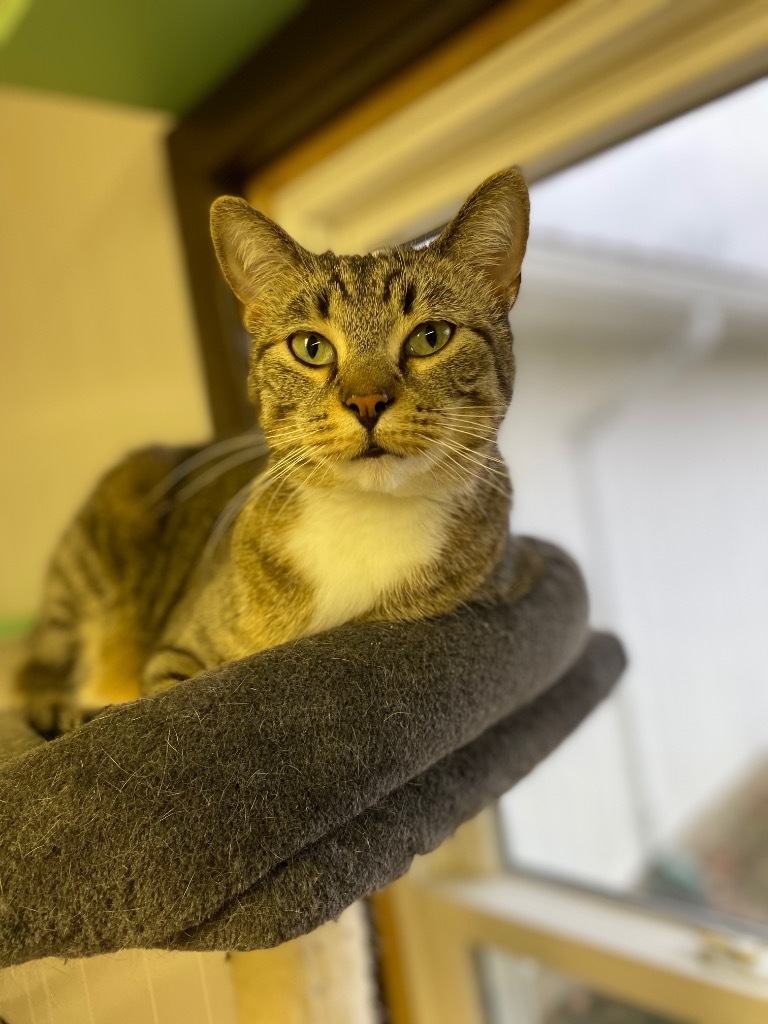 Sarabi, an adoptable Domestic Short Hair in Portland, IN, 47371 | Photo Image 1