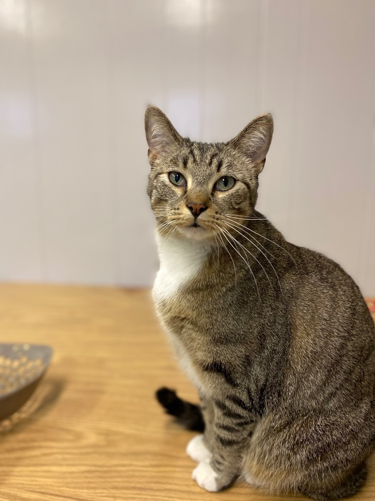 Sarabi, an adoptable Domestic Short Hair in Portland, IN, 47371 | Photo Image 2