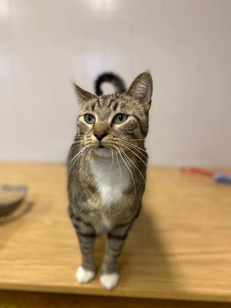 Sarabi, an adoptable Domestic Short Hair in Portland, IN, 47371 | Photo Image 3