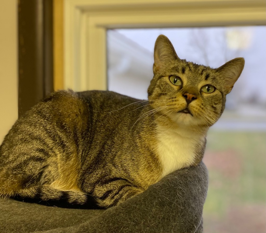 Sarabi, an adoptable Domestic Short Hair in Portland, IN, 47371 | Photo Image 4