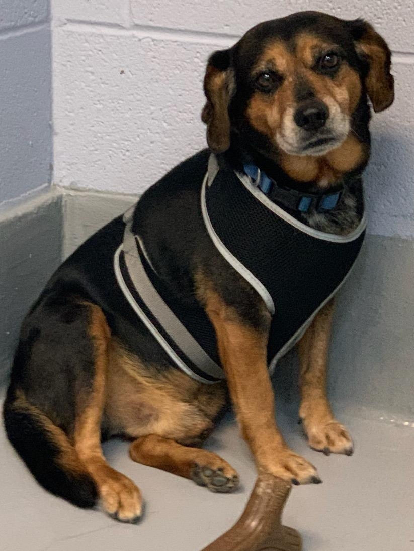 Jack , an adoptable Beagle in Dillsburg, PA, 17019 | Photo Image 2
