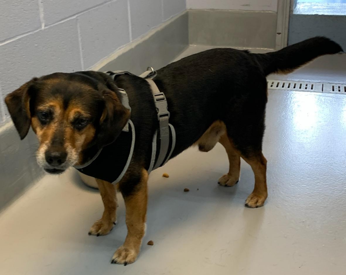 Jack , an adoptable Beagle in Dillsburg, PA, 17019 | Photo Image 3