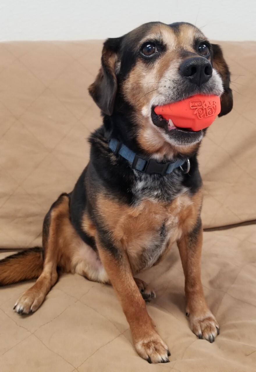 Jack , an adoptable Beagle in Dillsburg, PA, 17019 | Photo Image 4