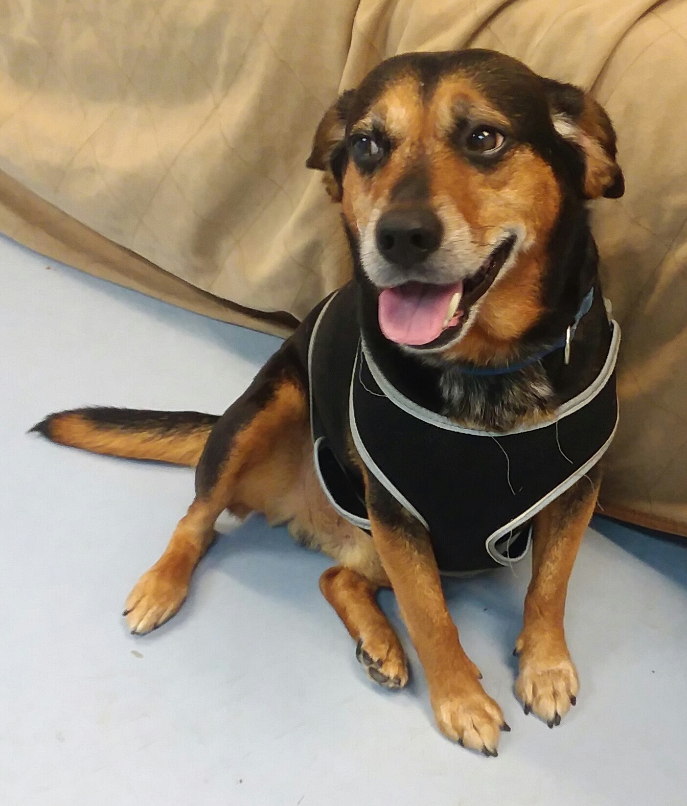 Jack , an adoptable Beagle in Dillsburg, PA, 17019 | Photo Image 1