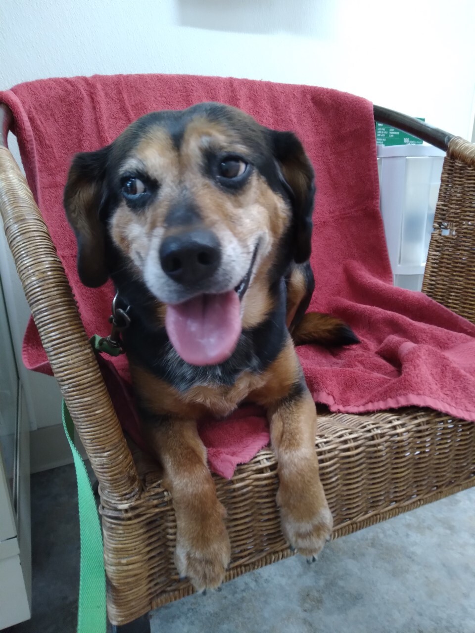 Jack , an adoptable Beagle in Dillsburg, PA, 17019 | Photo Image 5