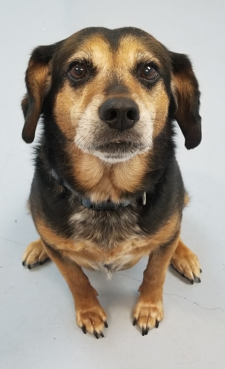 Jack , an adoptable Beagle in Dillsburg, PA, 17019 | Photo Image 6