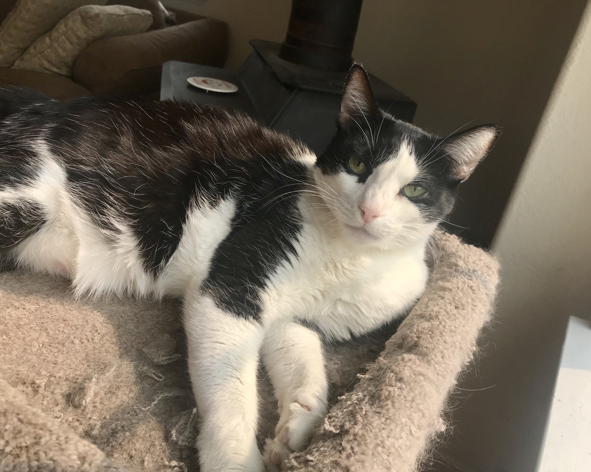 Lucky, an adoptable Domestic Short Hair in Pleasanton, CA, 94566 | Photo Image 1