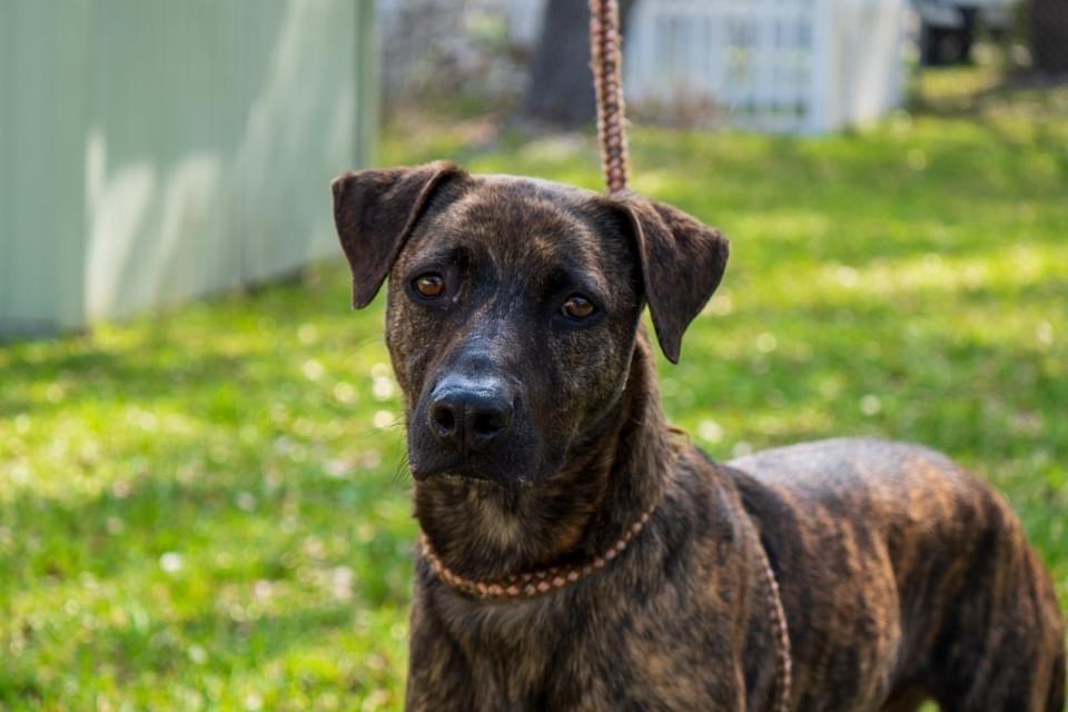 Kurt, an adoptable Boxer, Labrador Retriever in Fulton, TX, 78358 | Photo Image 1
