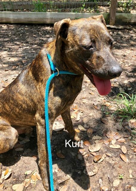 Kurt, an adoptable Boxer & Labrador Retriever Mix in Fulton, TX_image-2