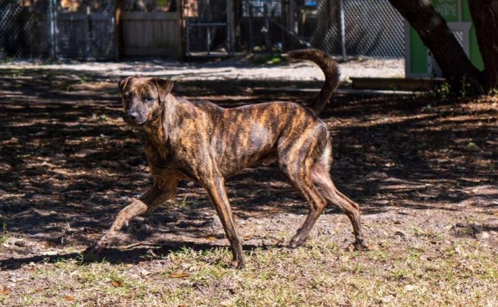 Kurt, an adoptable Boxer & Labrador Retriever Mix in Fulton, TX_image-3