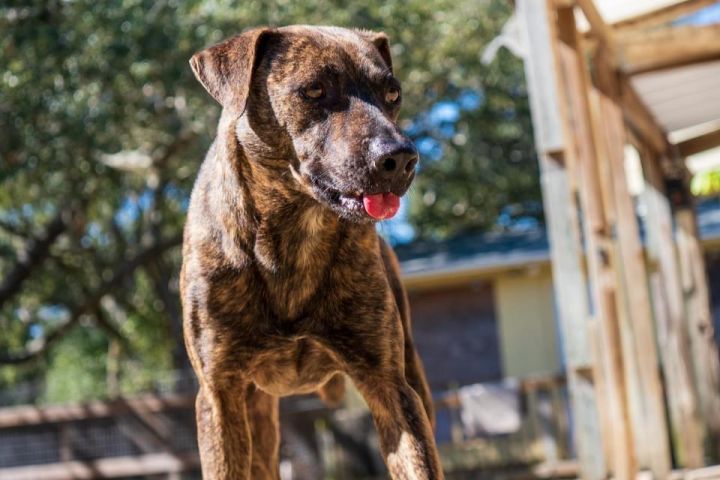 Kurt, an adoptable Boxer & Labrador Retriever Mix in Fulton, TX_image-4