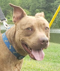 Melo, an adoptable Pit Bull Terrier in Olean, NY, 14760 | Photo Image 2