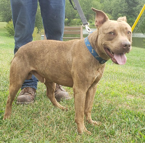 Melo, an adoptable Pit Bull Terrier in Olean, NY, 14760 | Photo Image 3