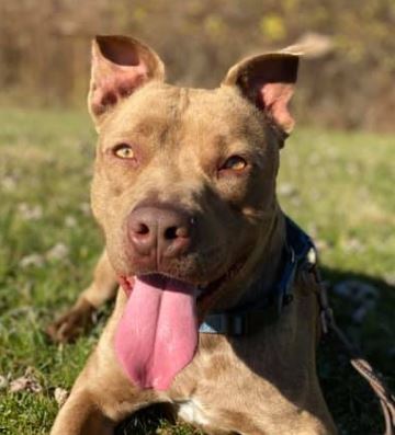 Melo, an adoptable Pit Bull Terrier in Olean, NY, 14760 | Photo Image 1
