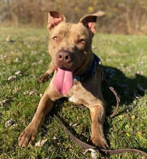 Melo, an adoptable Pit Bull Terrier in Olean, NY, 14760 | Photo Image 4