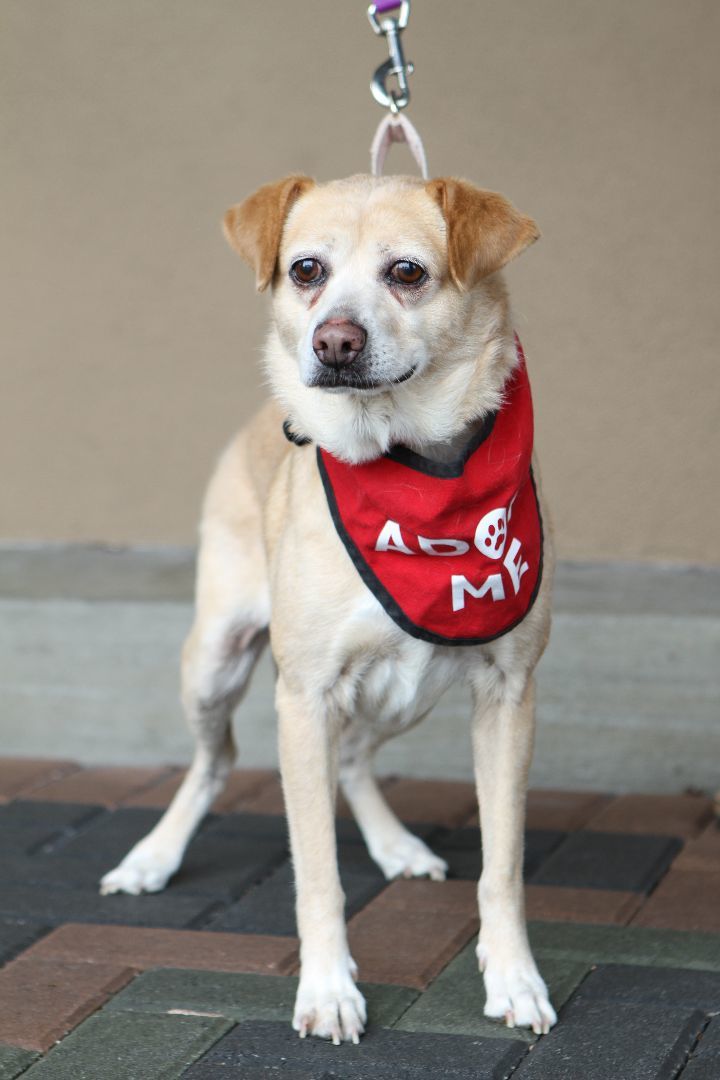 Honey, an adoptable Beagle, Terrier in Mission Viejo, CA, 92690 | Photo Image 2