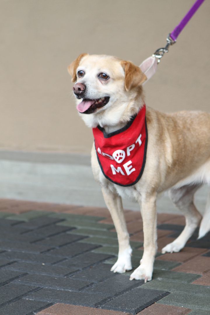 Honey, an adoptable Beagle, Terrier in Mission Viejo, CA, 92690 | Photo Image 3