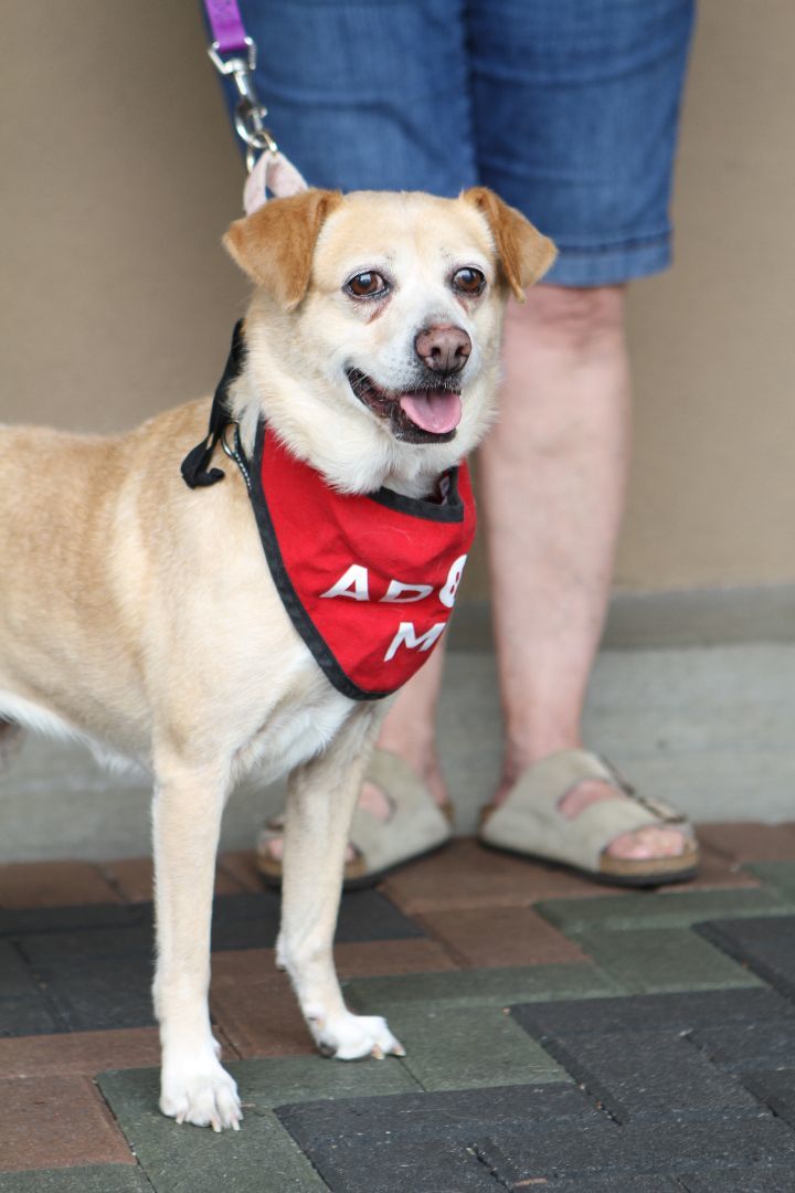 Honey, an adoptable Beagle, Terrier in Mission Viejo, CA, 92690 | Photo Image 4