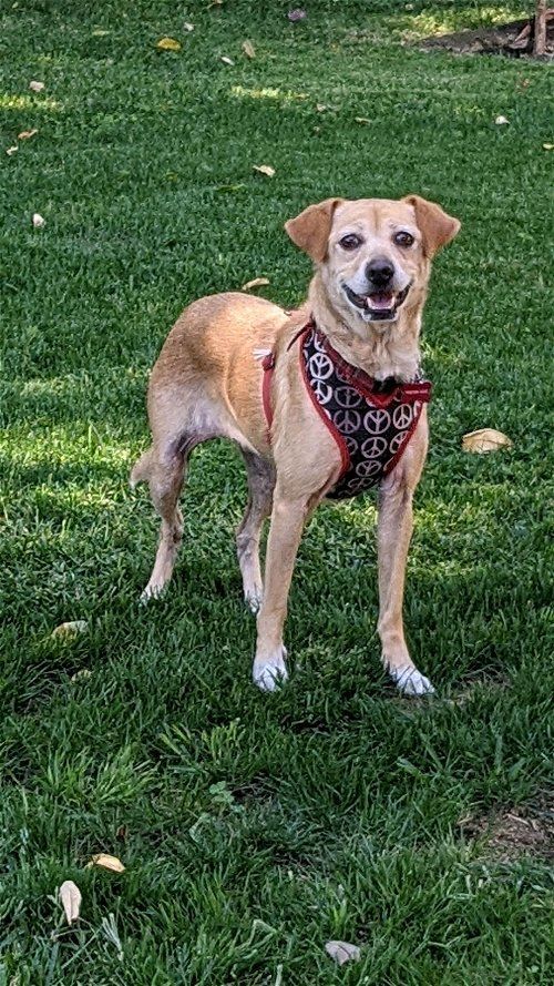Honey, an adoptable Beagle, Terrier in Mission Viejo, CA, 92690 | Photo Image 6