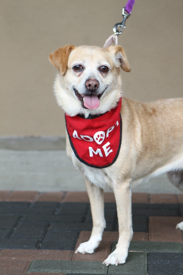 Honey, an adoptable Beagle, Terrier in Mission Viejo, CA, 92690 | Photo Image 1