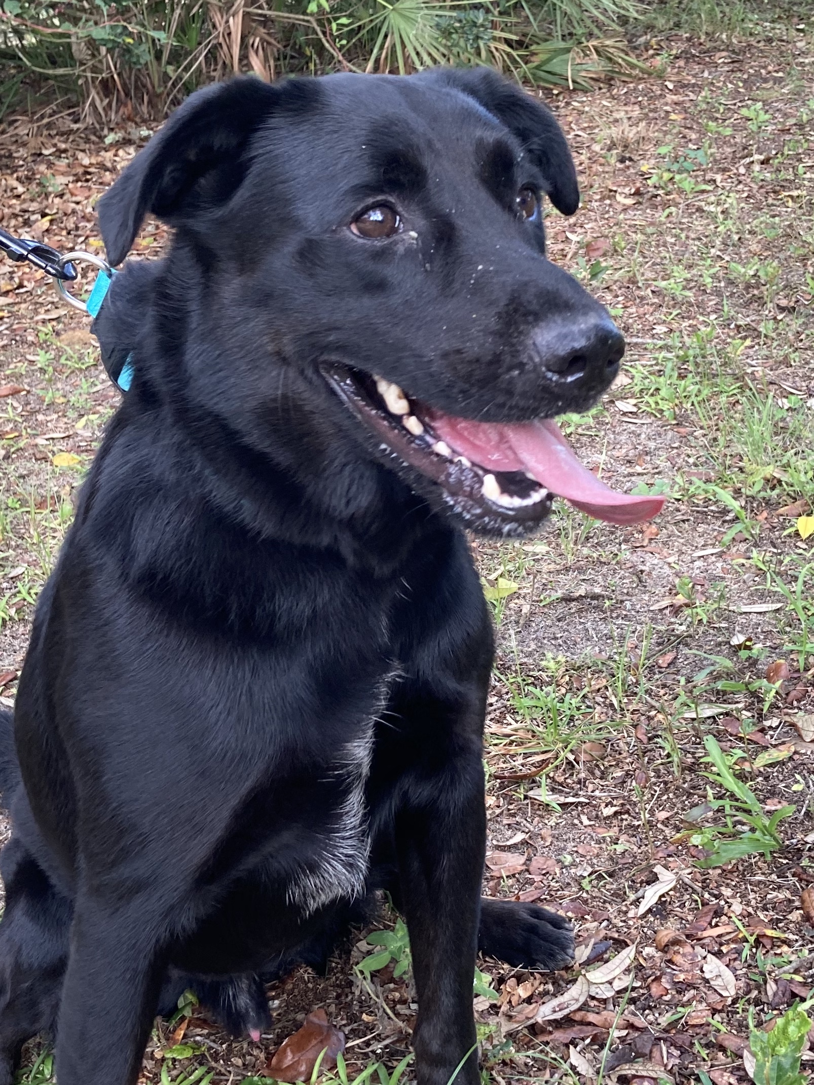 Charm, an adoptable Retriever in Melrose, FL, 32666 | Photo Image 3