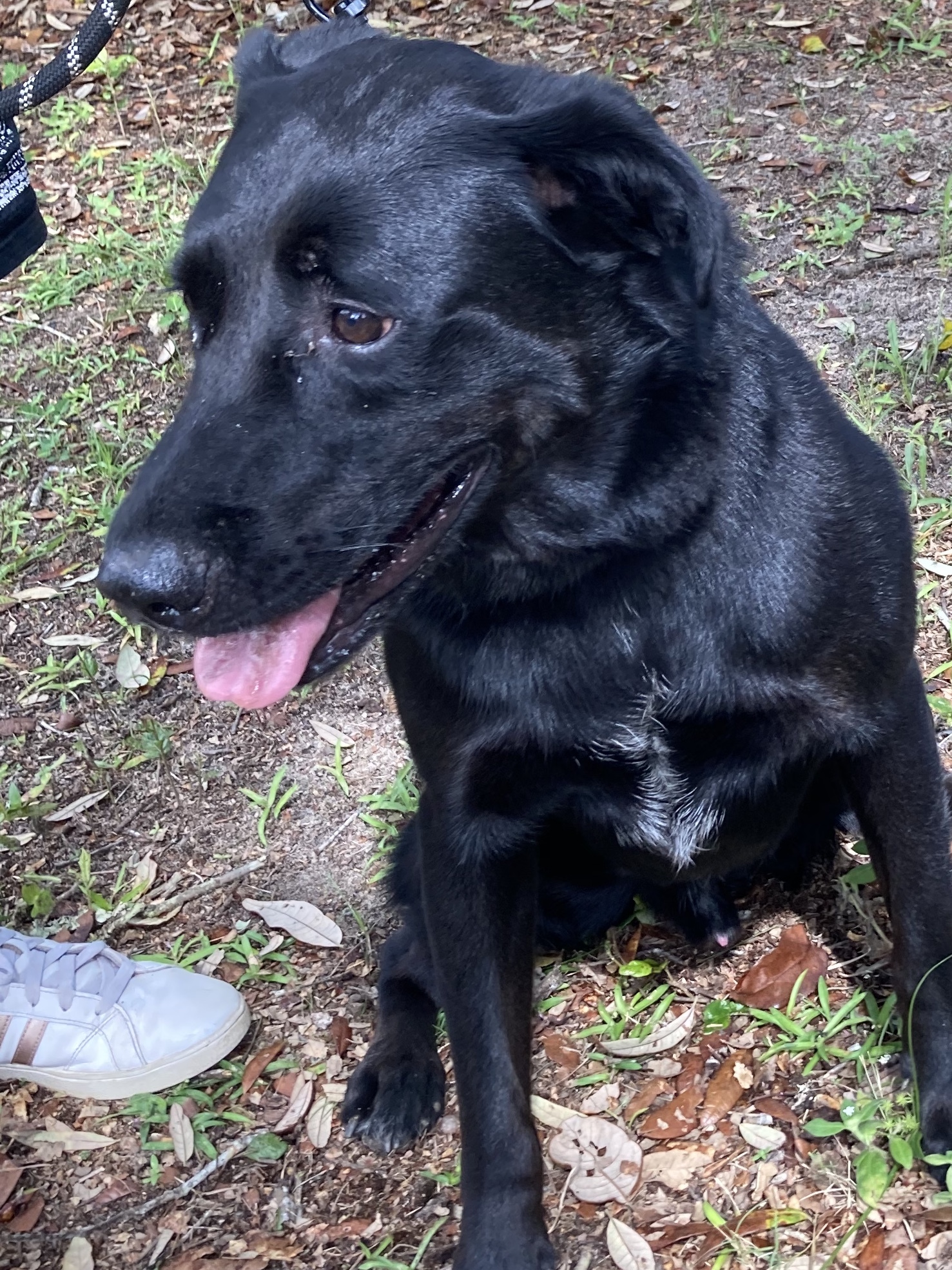 Charm, an adoptable Retriever in Melrose, FL, 32666 | Photo Image 4
