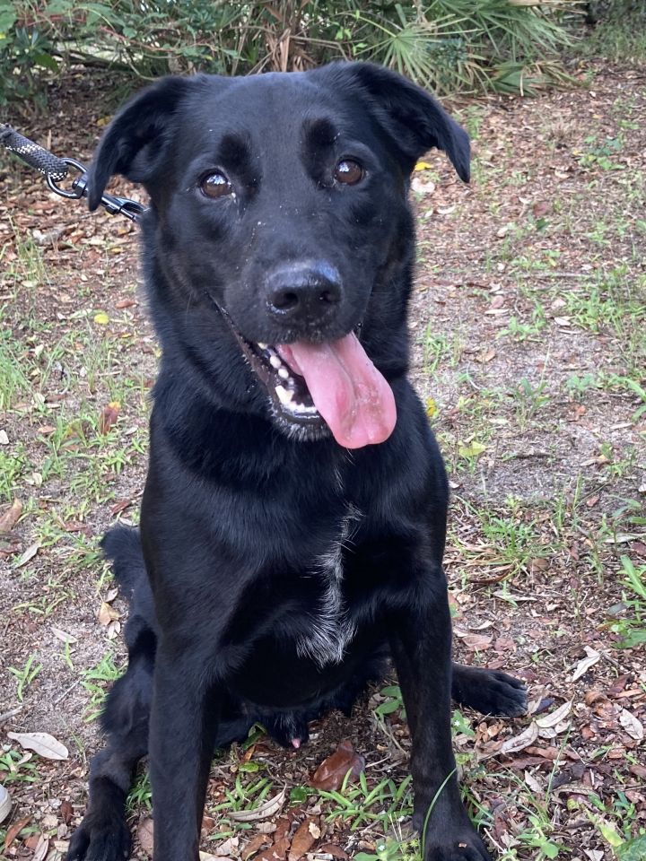 Dog for adoption - Charm, a Retriever Mix in Melrose, FL | Petfinder